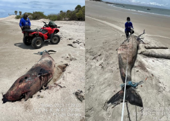 Golfinho que pode chegar a 4 metros e ser confundido com baleia é achado morto no litoral do Piauí