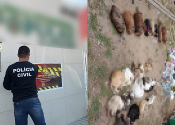 Clínica veterinária suspeita de despejar gatos e cães mortos na rodoviária de Parnaíba é interditada