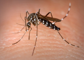 Piauí apresenta redução nos casos de Dengue e Chikngunya; nenhum caso de Zika foi notificado