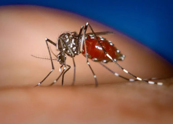 Sobe para cinco o número de mortes confirmadas por chikungunya em Teresina, afirma FMS