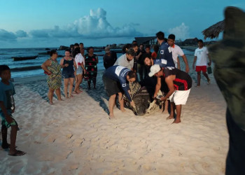 Com ajuda da comunidade, peixe-boi que veio do Ceará é resgatado no litoral do Piauí