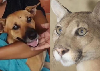 Cadela que ficou ferida após enfrentar onça que fugiu do Zoobotânico recebe alta no Piauí