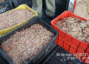 Fiscalização apreende mais de 180kg de camarão e autua embarcações no Piauí