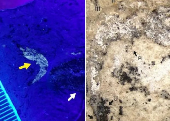 No Piauí, pesquisadores descobrem fóssil de nova espécie de camarão com 90 milhões de anos