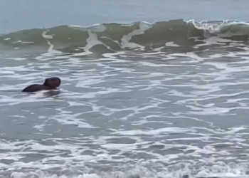 No Piauí, capivara é flagrada tomando banho de mar; assista ao vídeo!