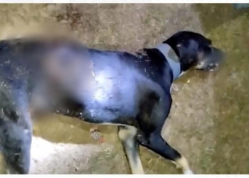 Homem é preso em flagrante após matar cachorro com golpes de facão no interior do Piauí