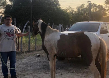 Polícia Civil recupera cavalo avaliado em R$ 12 mil que havia sido furtado há quase 6 meses no Piauí