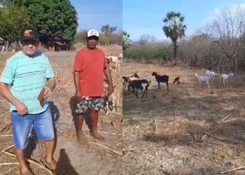 No Piauí, criadores cobram providências das autoridades após aumento de ataque de onças na região
