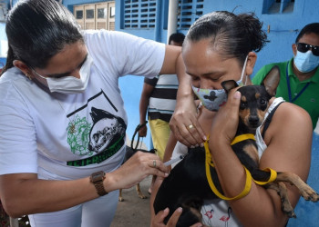 FMS realiza vacinação em cães e gatos após sagui ser diagnosticado com raiva em Teresina