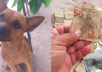 Cachorro encontra dinheiro escondido e destrói mais de R$ 1,3 mil de família no Piauí; vídeo!