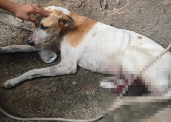 Idoso é preso após desferir golpe de facão contra cachorro na zona Rural de Teresina