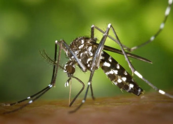 No Piauí, casos de dengue aumentam 8% em 2024; Teresina lidera ranking de notificações