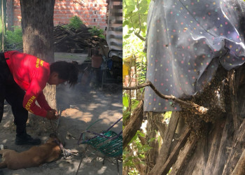 Cachorros morrem após ataque de abelhas no interior do Piauí