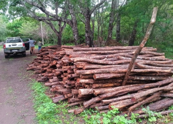 Polícia descobre extração ilegal de madeira em fazenda do Piauí e dono de propriedade é preso