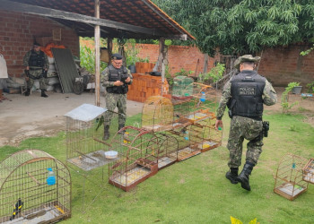 Crime ambiental: quase 50 aves em cativeiro são apreendidas durante operação no Piauí