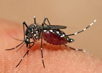 Piauí registra a 6ª morte por dengue, diz Secretaria de Saúde