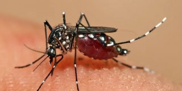 Piauí registra a 6ª morte por dengue, diz Secretaria de Saúde