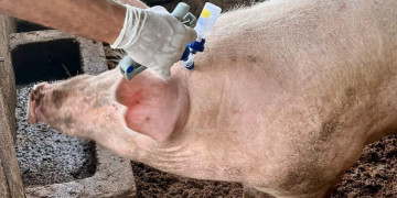 Sada prepara plano de vacinação contra peste suína no Piauí