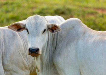 Piauí encaminha 1º lote de amostras de soro de bovinos para laboratório no Pará