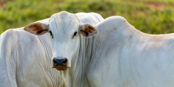 Piauí encaminha 1º lote de amostras de soro de bovinos para laboratório no Pará