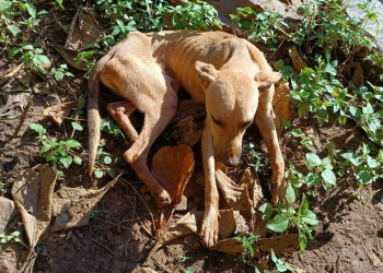 Bombeiros resgatam cachorro que ficou mais de 20 dias preso em buraco no Piauí