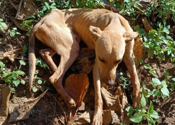 Bombeiros resgatam cachorro que ficou mais de 20 dias preso em buraco no Piauí