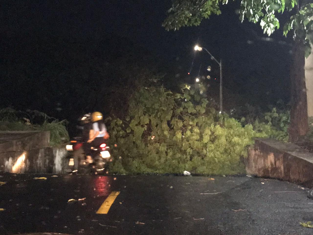 Forte chuva derruba árvores em Teresina