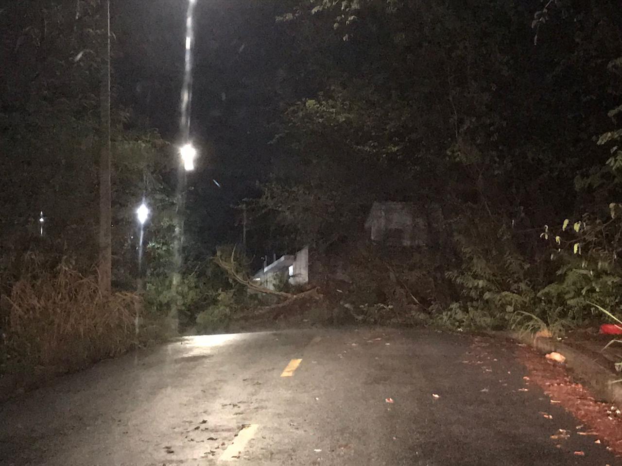 Forte chuva derruba árvores em Teresina