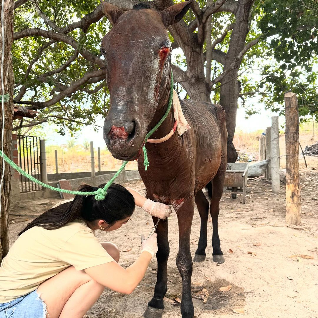 Homem suspeito de maus tratos a cavalo morto é preso no interior