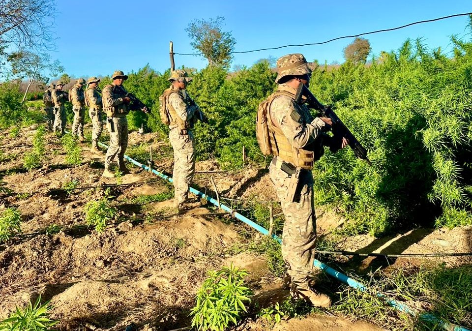 PM localiza roça de maconha com cerca de 5 hectares no Piauí; Produção chegava a 20 toneladas