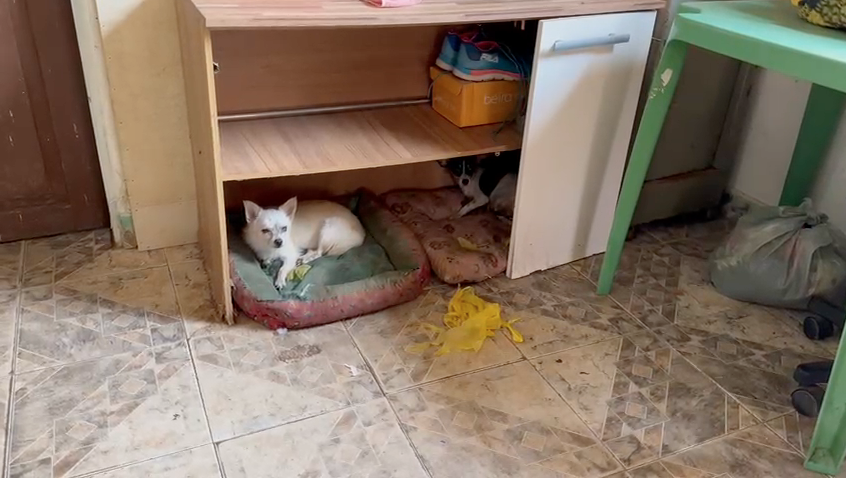 Operação “Lucro Sujo” desarticula canil clandestino e flagra maus-tratos a animais no litoral do Piauí