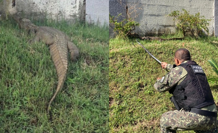 Jacaré de mais de 1 metro é capturado nas proximidades de condomínio em Teresina; veja fotos