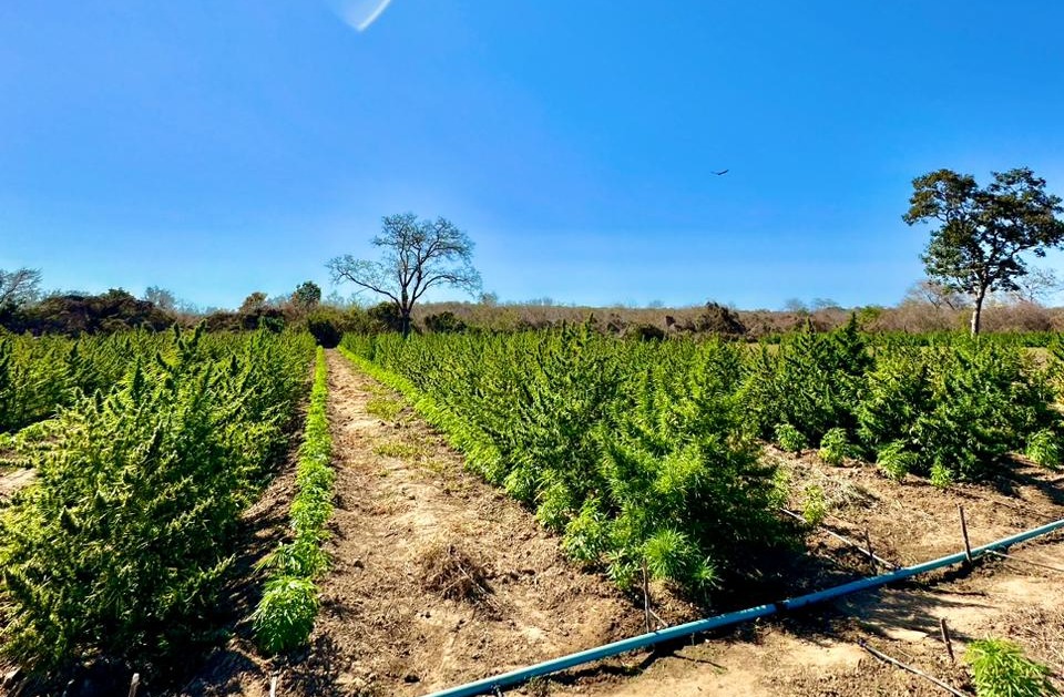 PM localiza roça de maconha com cerca de 5 hectares no Piauí; Produção chegava a 20 toneladas