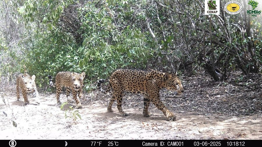 Família de onças-pintadas é flagrada no Parque Nacional da Serra da Capivara