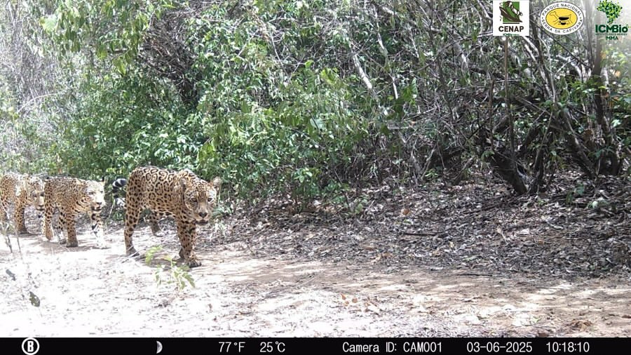 Família de onças-pintadas é flagrada no Parque Nacional da Serra da Capivara