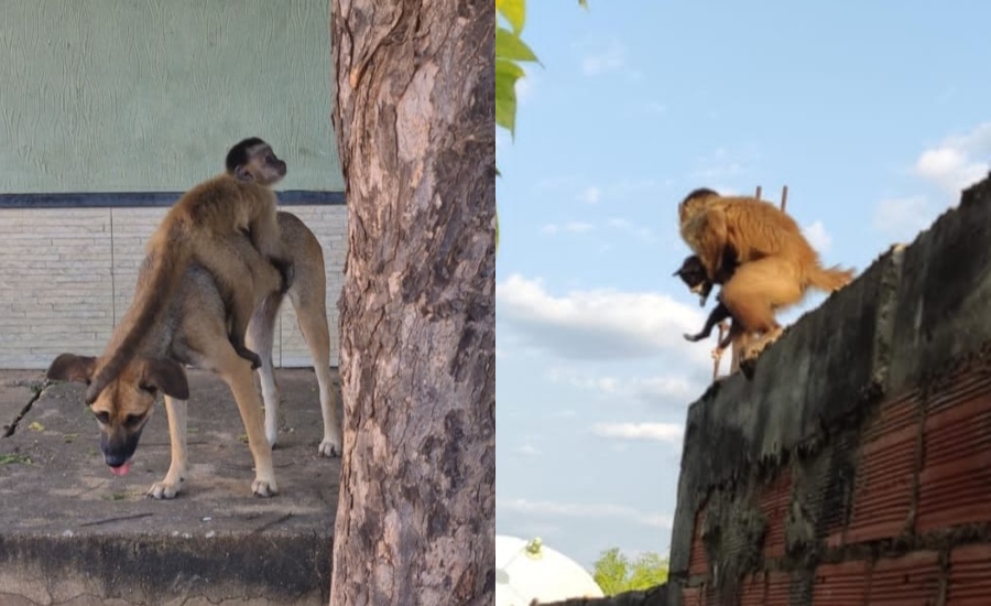 Semace realiza resgate de filhote de macaco-prego em Jaguaribe