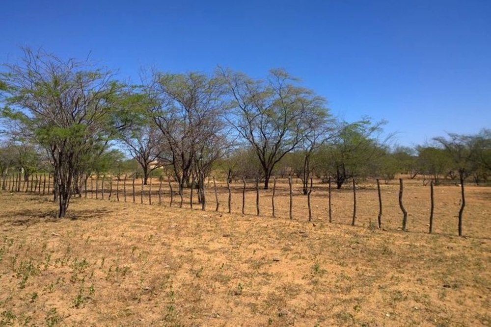 Governo do Piauí decreta estado de emergência em 106 municípios em razão da  seca - Geral