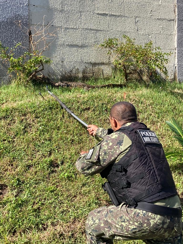 Jacaré de mais de 1 metro é capturado nas proximidades de condomínio em Teresina; veja fotos