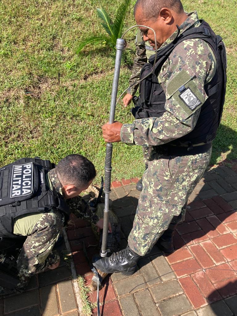 Jacaré de mais de 1 metro é capturado nas proximidades de condomínio em Teresina; veja fotos