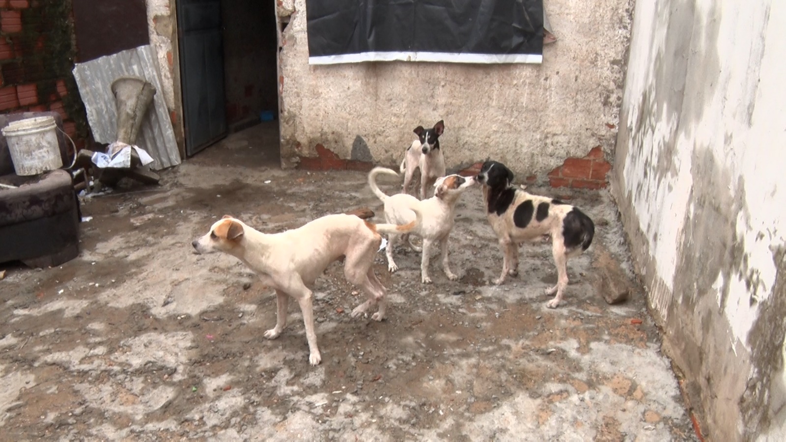 Cachorros são resgatados após denúncia de zoofilia em residência na zona Leste de Teresina