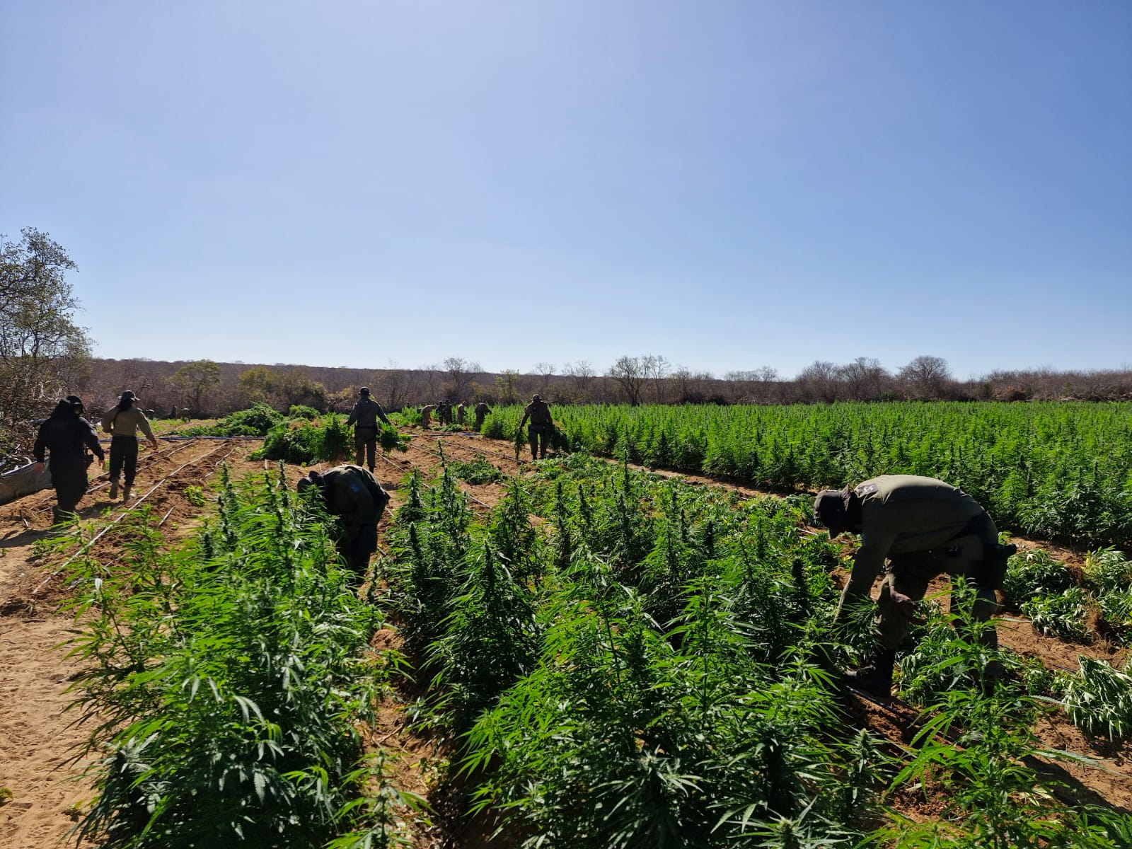 Roça de maconha