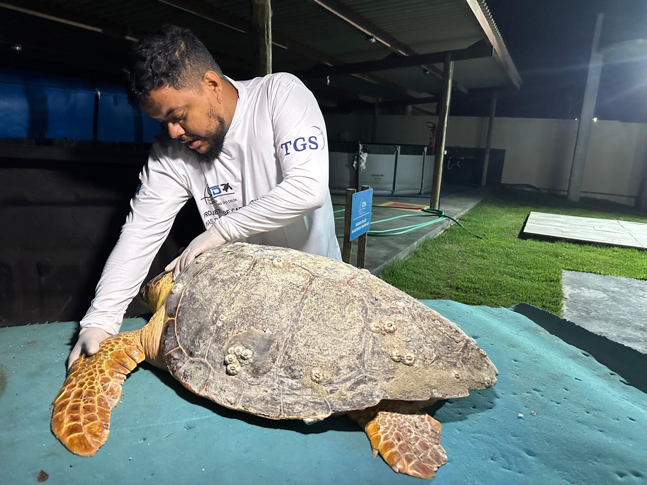 Espécie de tartaruga em extinção é encontrada e resgatada por instituto e moradores de Barra Grande, Litoral do Piauí