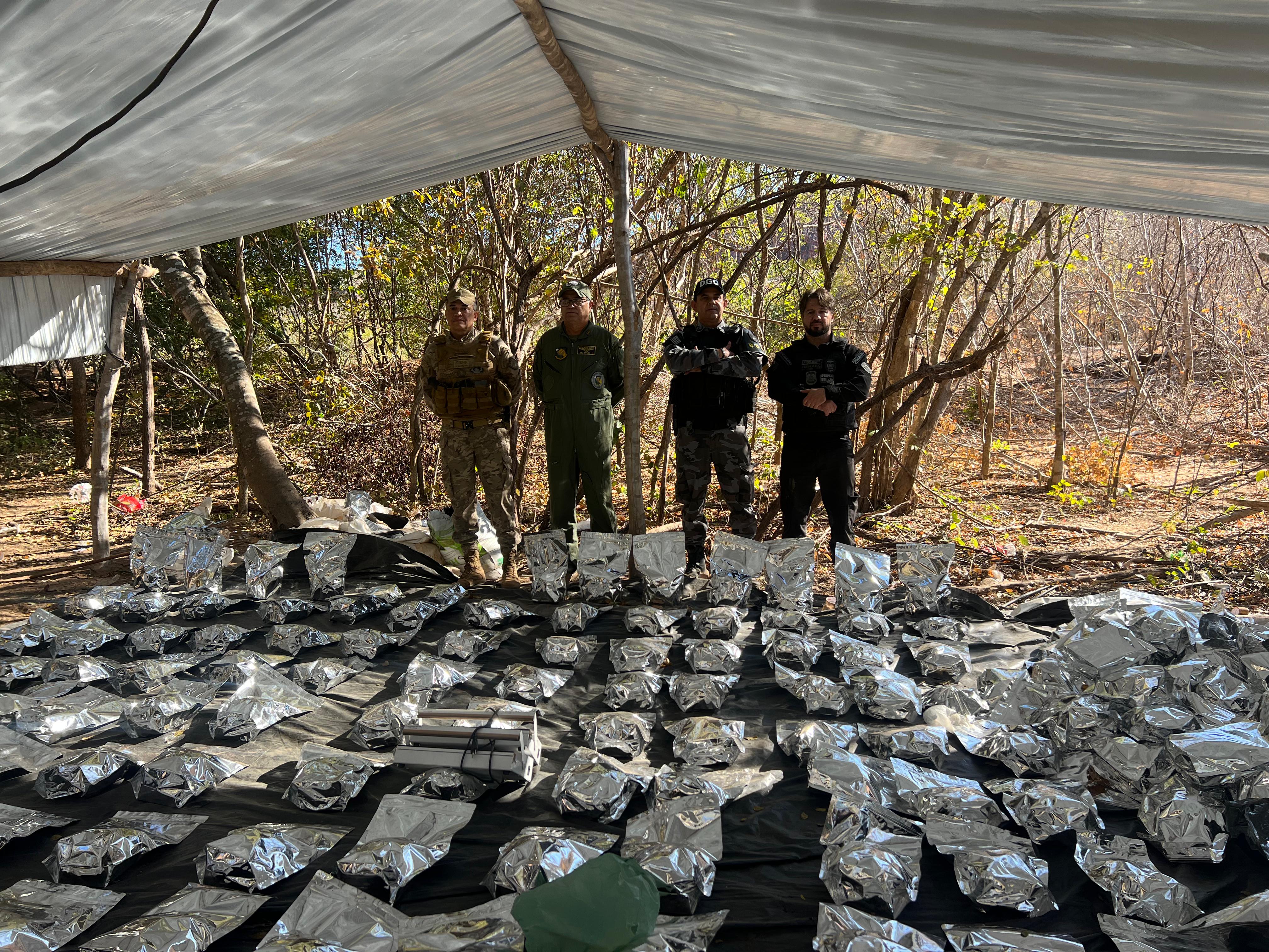Polícia desarticula plantação de 5 hectares com 130 mil pés de maconha no Sul do Piauí