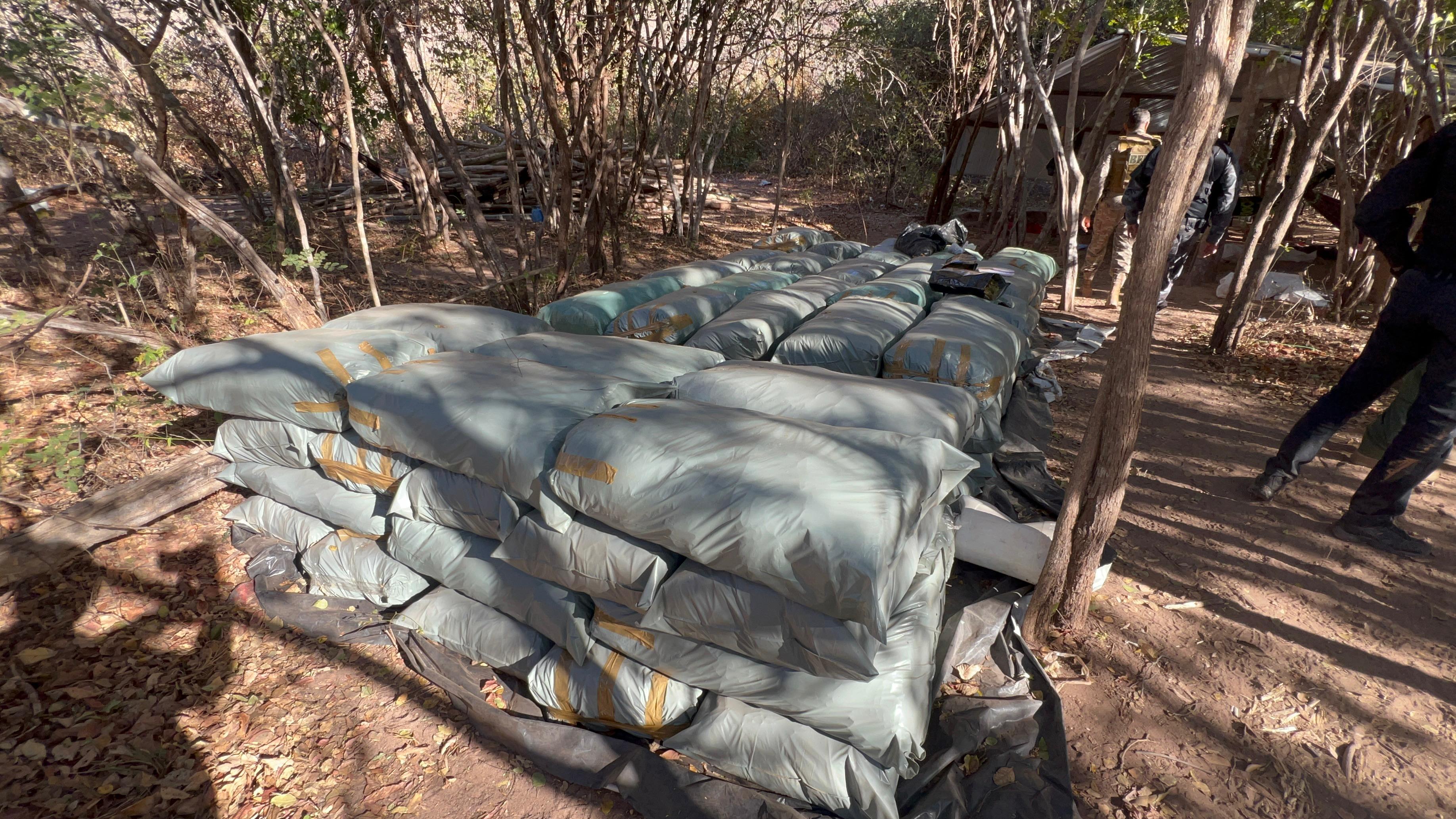 Polícia desarticula plantação de 5 hectares com 130 mil pés de maconha no Sul do Piauí
