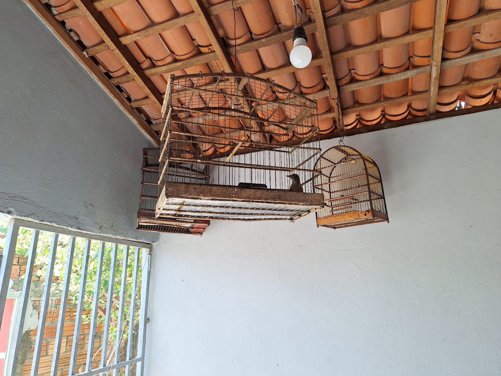 Polícia Militar resgata tucano raro e dezenas de aves silvestres durante operação no Piauí