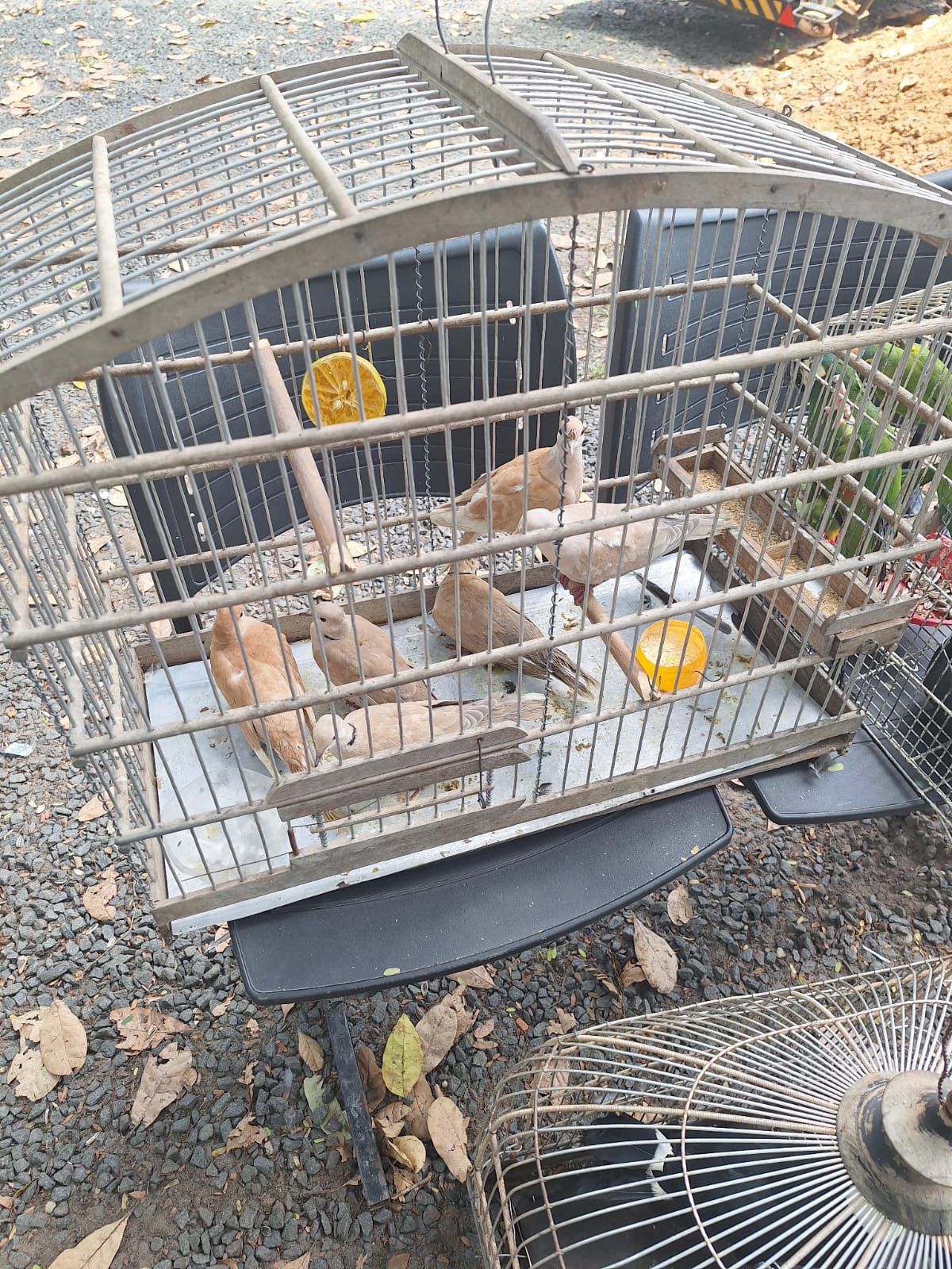 Polícia Militar resgata tucano raro e dezenas de aves silvestres durante operação no Piauí