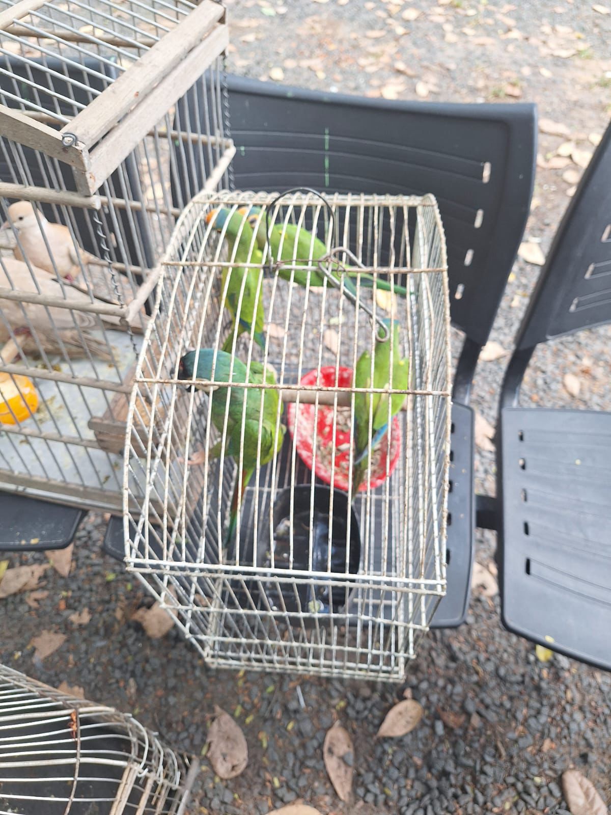 Polícia Militar resgata tucano raro e dezenas de aves silvestres durante operação no Piauí