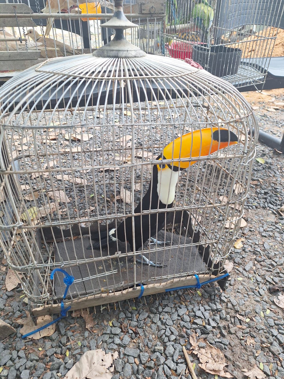 Polícia Militar resgata tucano raro e dezenas de aves silvestres durante operação no Piauí