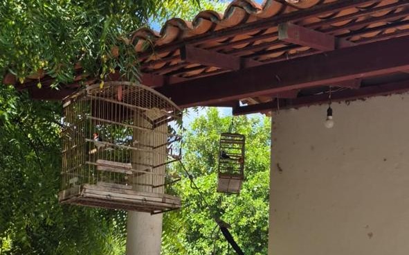 Polícia Militar resgata aves silvestres e cutias em José de Freitas, no Piauí