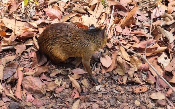 Polícia Militar resgata aves silvestres e cutias em José de Freitas, no Piauí